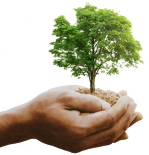 Baum Baum des Lebens - Symbol für spirituelle Weiterentwicklung