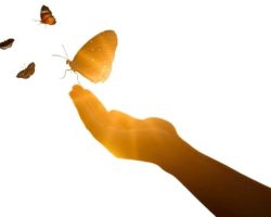 Schmetterling Schmetterling - Erneuerung